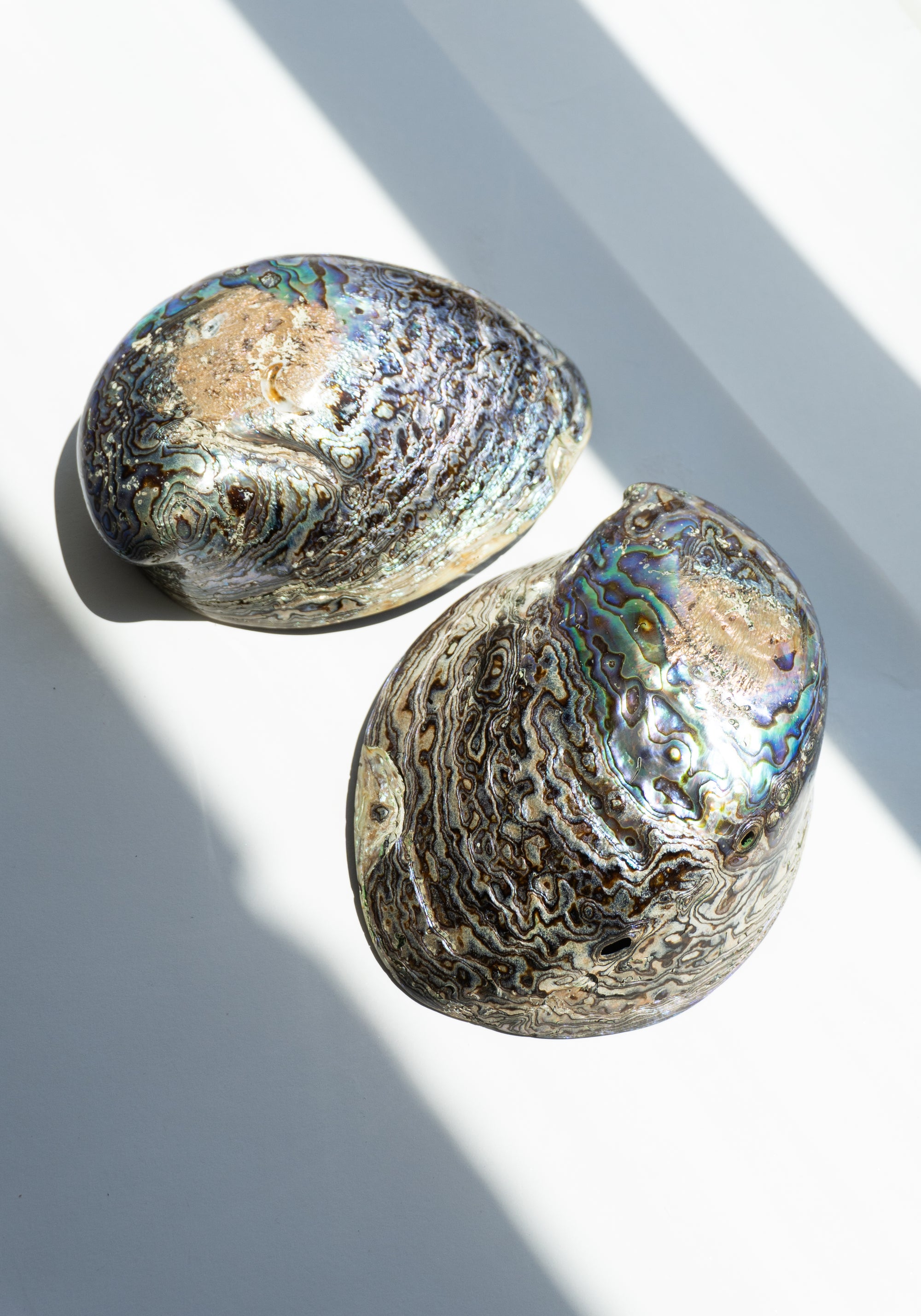 Abalone Dishes