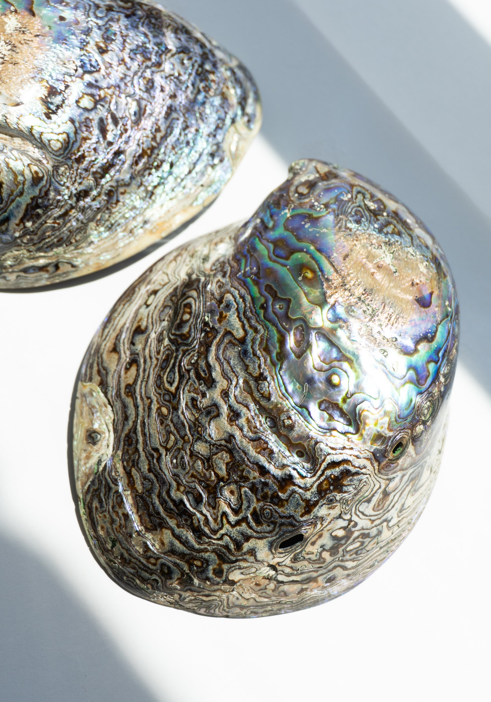 Abalone Dishes