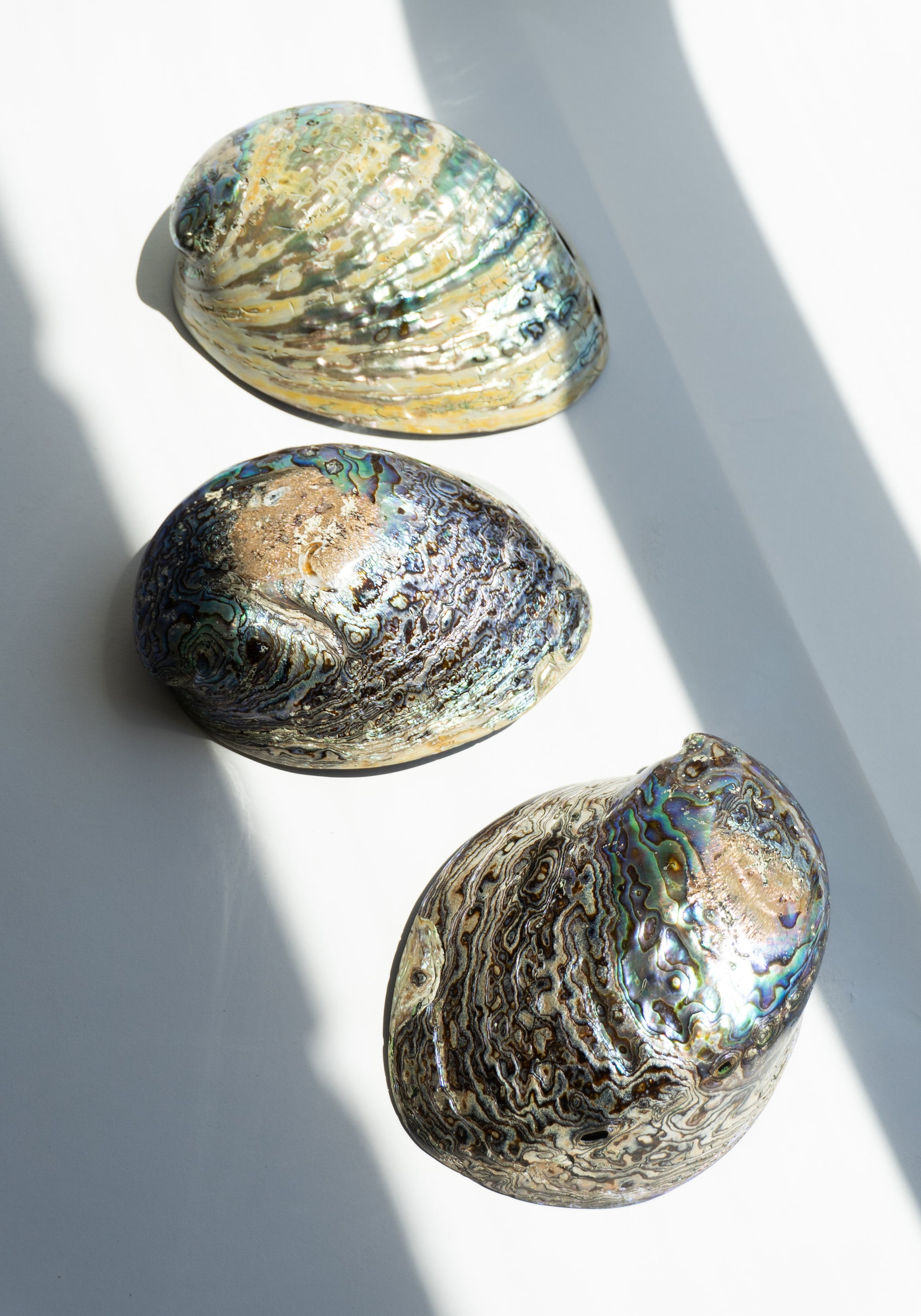 Abalone Dishes