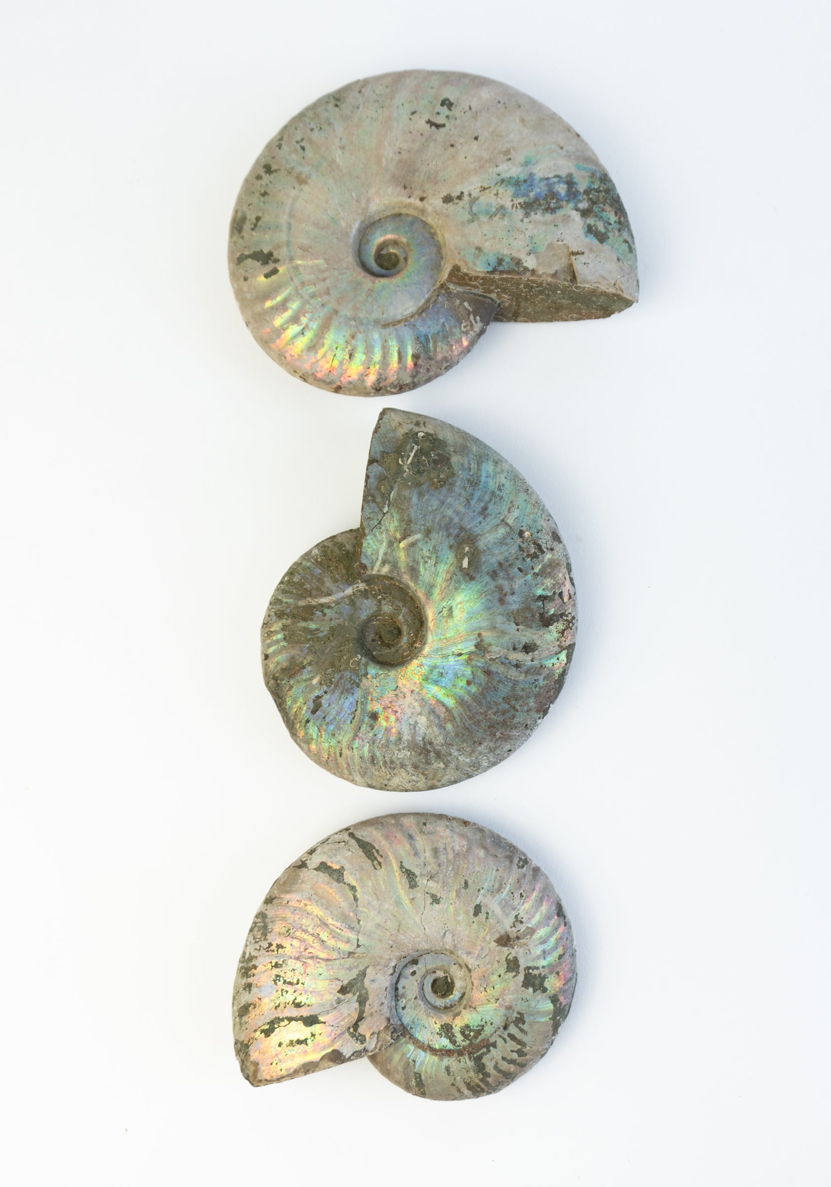 Iridescent Ammonite Shells