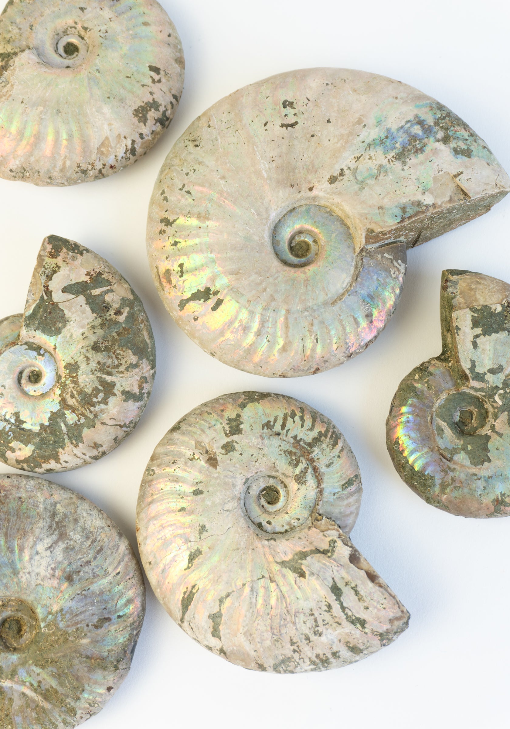 Iridescent Ammonite Shells