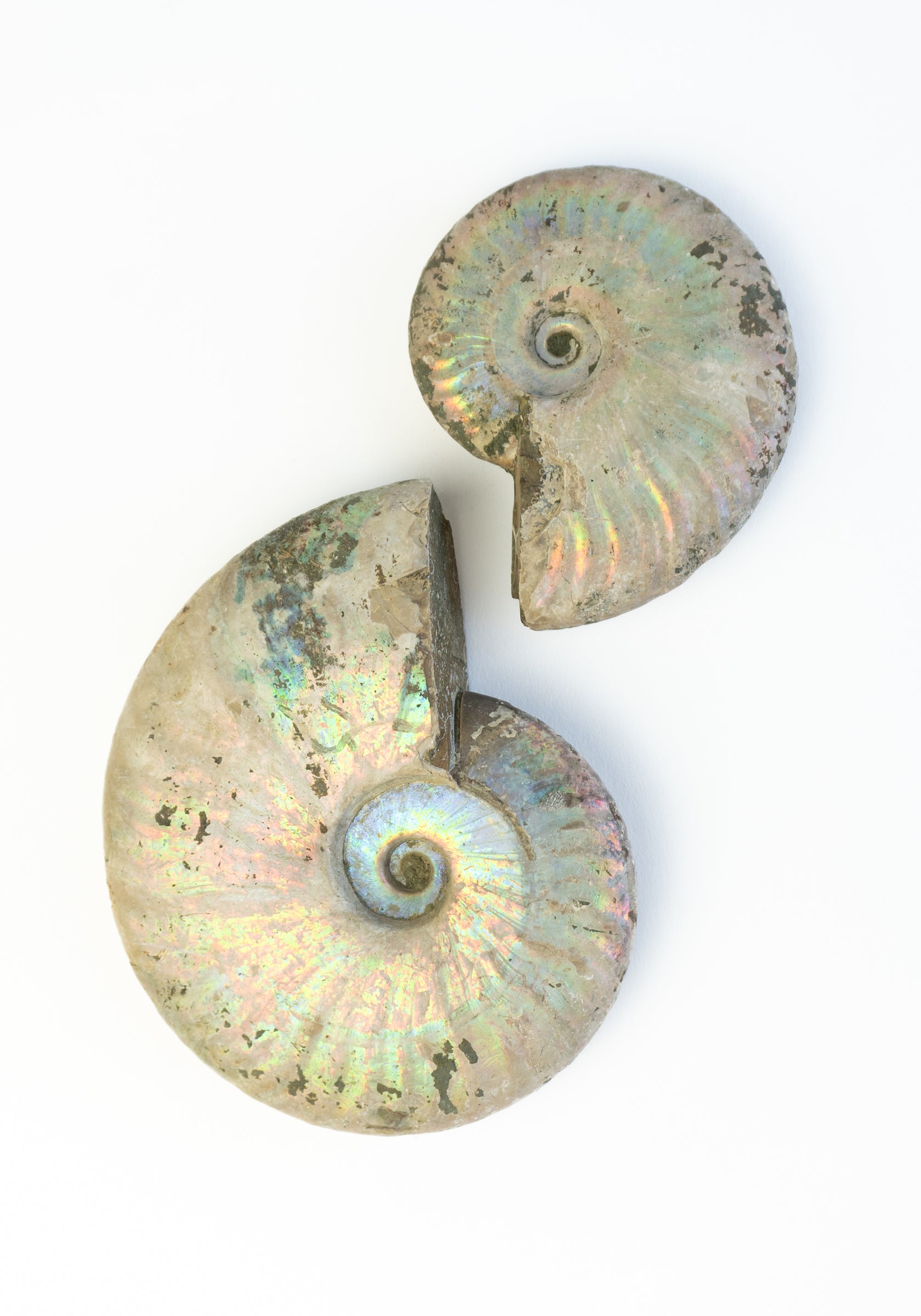 Iridescent Ammonite Shells