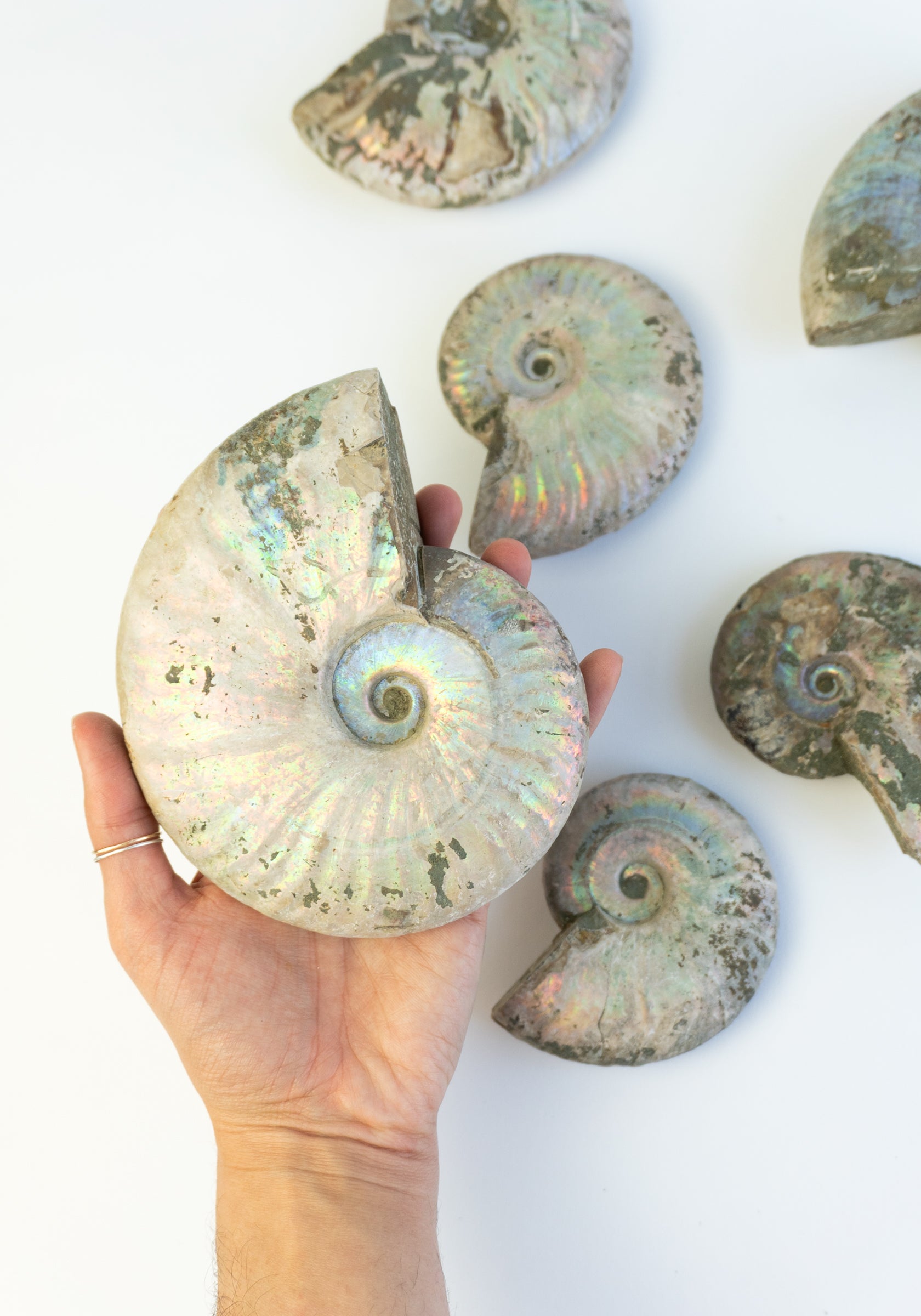 Iridescent Ammonite Shells