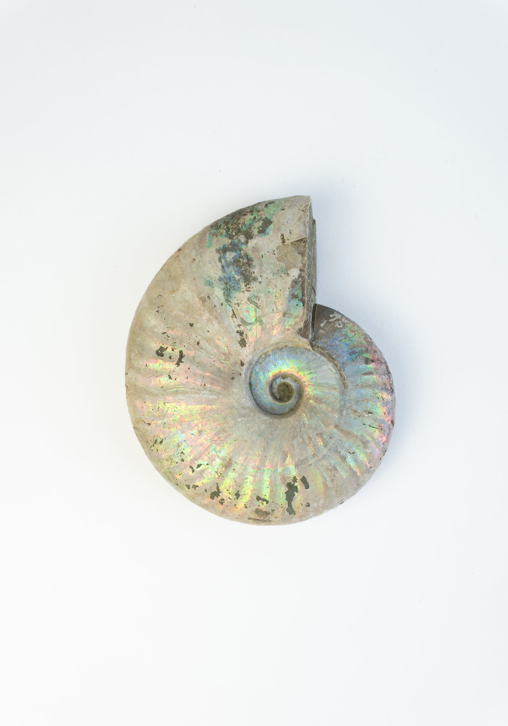 Iridescent Ammonite Shells