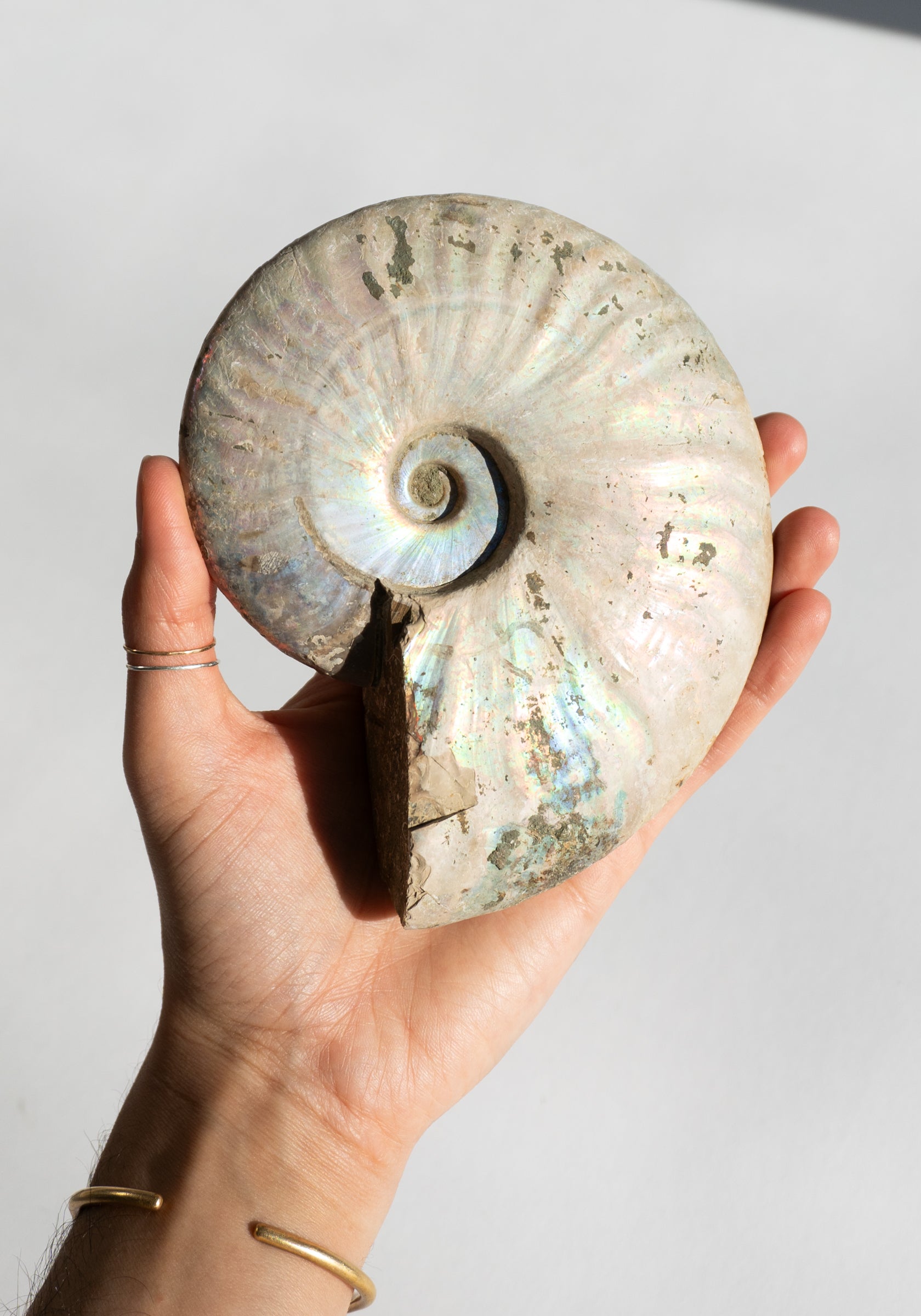 Iridescent Ammonite Shells