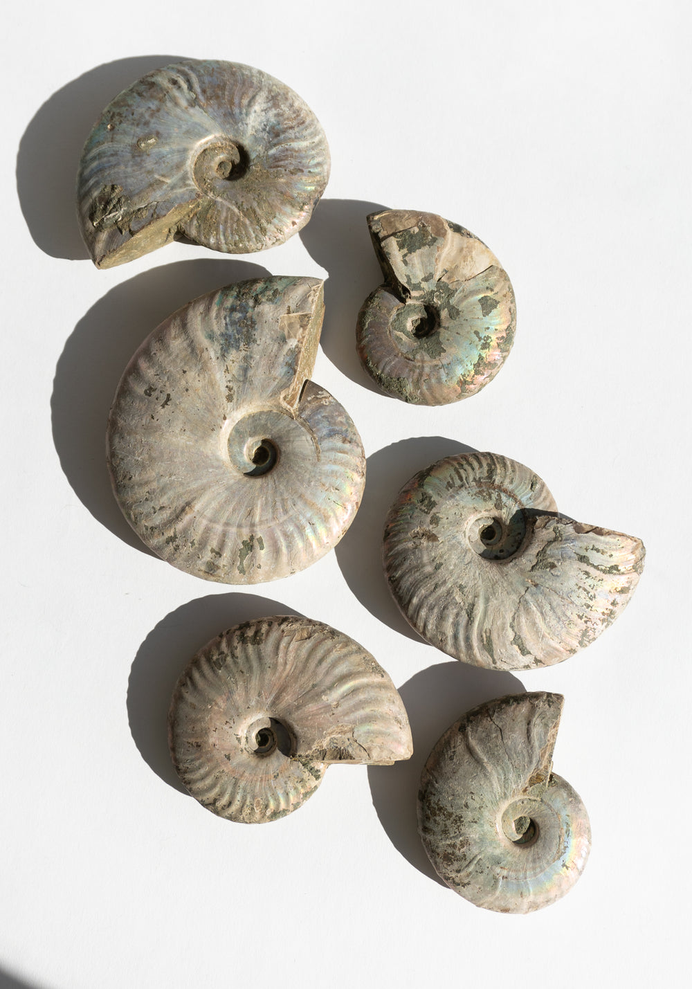 Iridescent Ammonite Shells