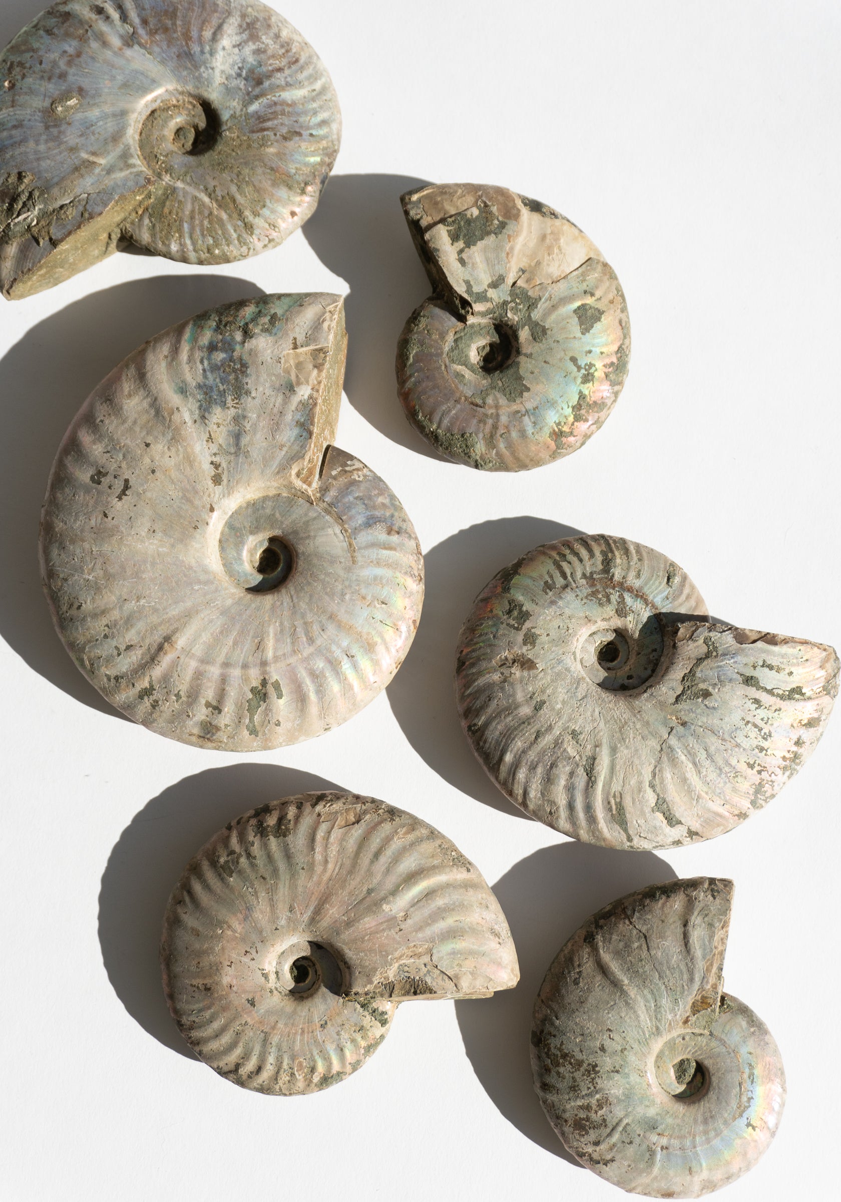 Iridescent Ammonite Shells