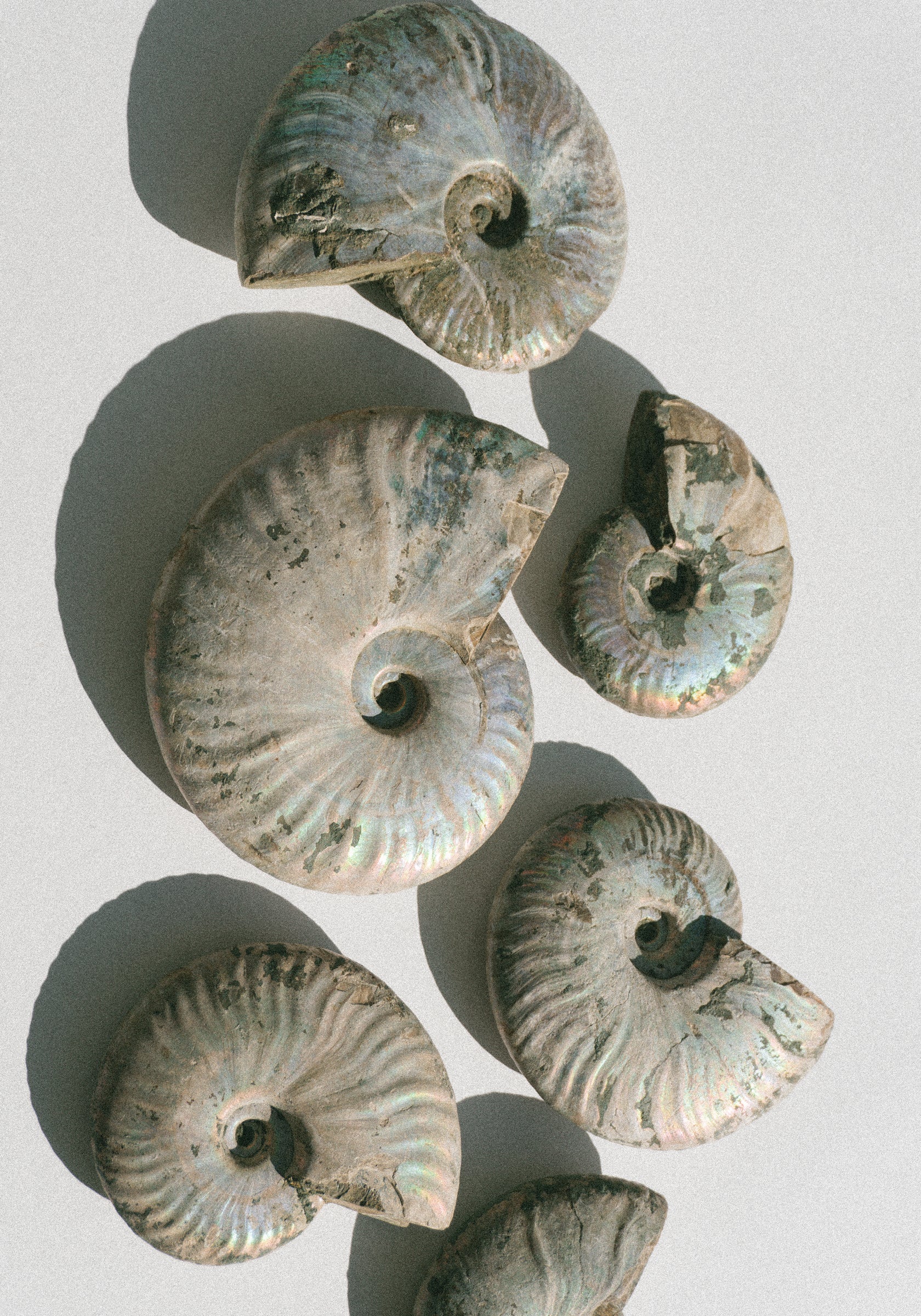 Iridescent Ammonite Shells