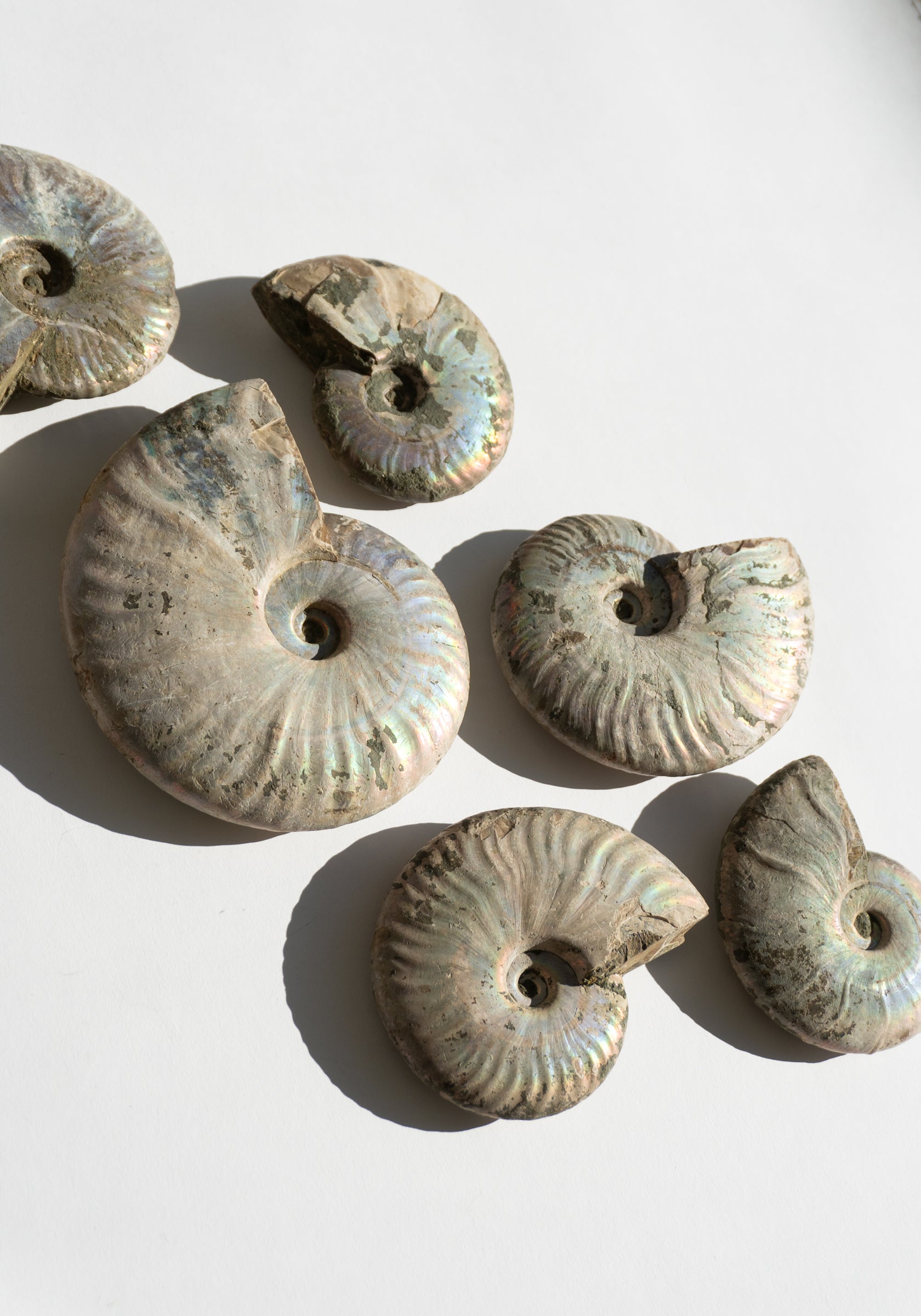 Iridescent Ammonite Shells