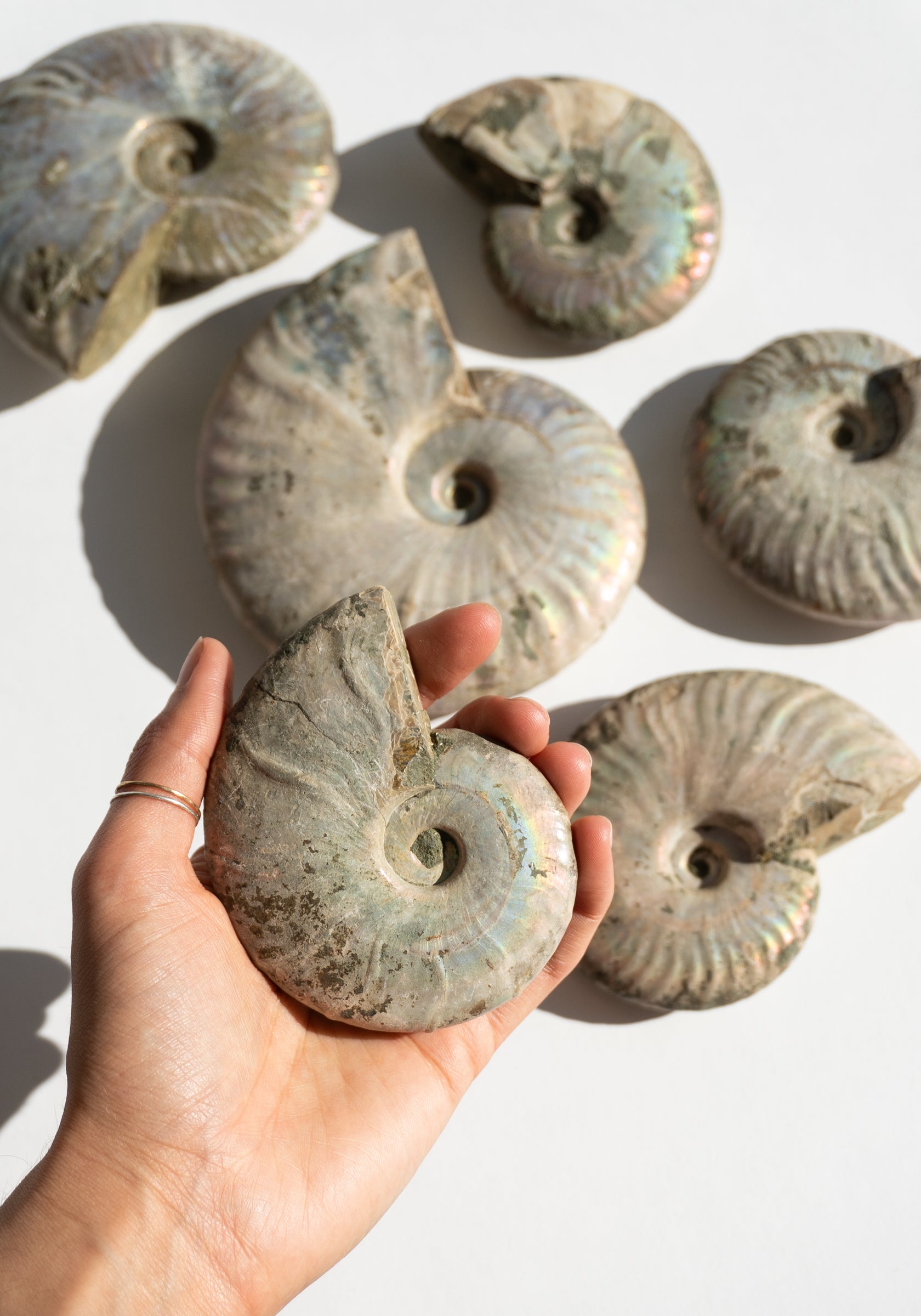 Iridescent Ammonite Shells