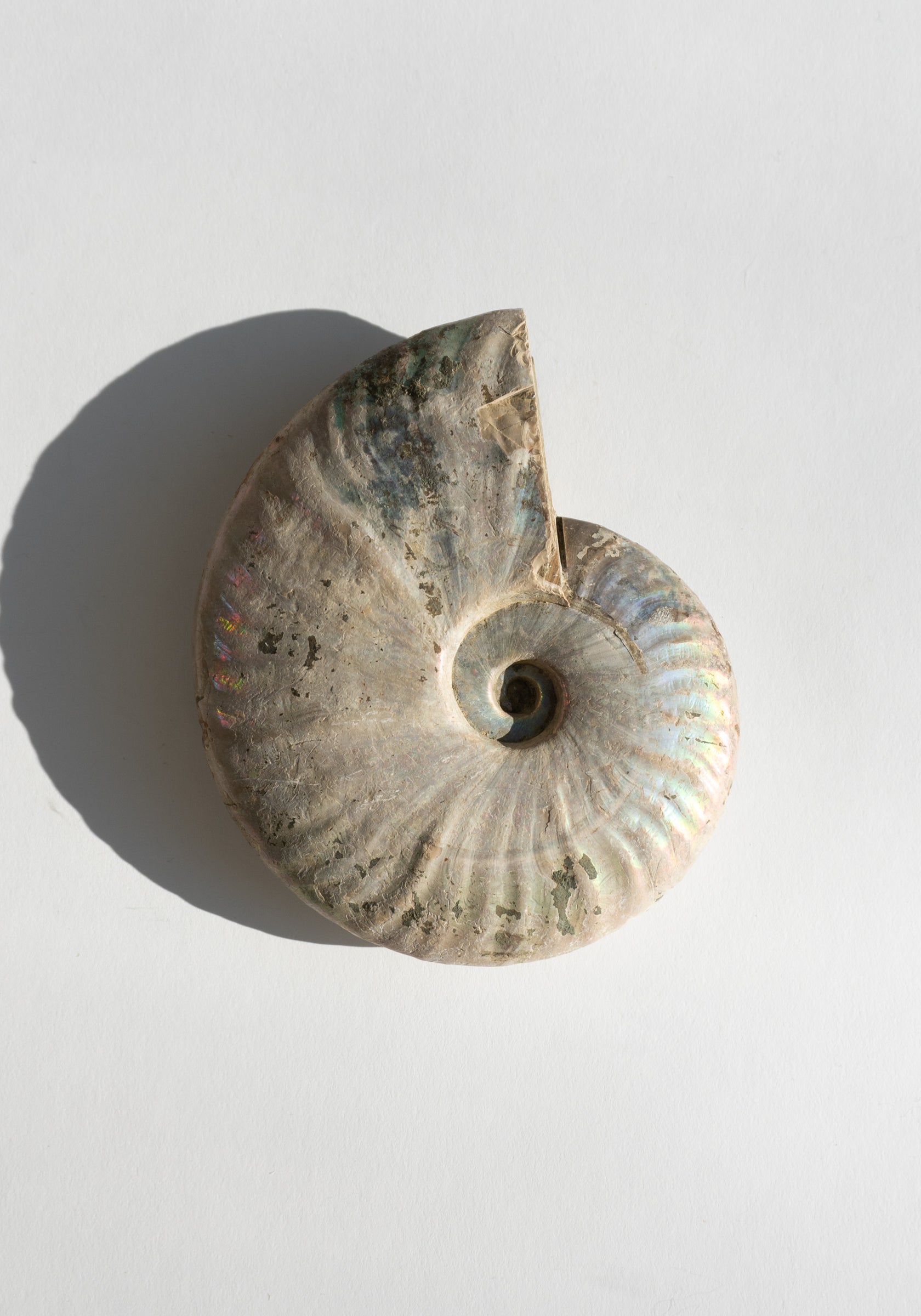 Iridescent Ammonite Shells