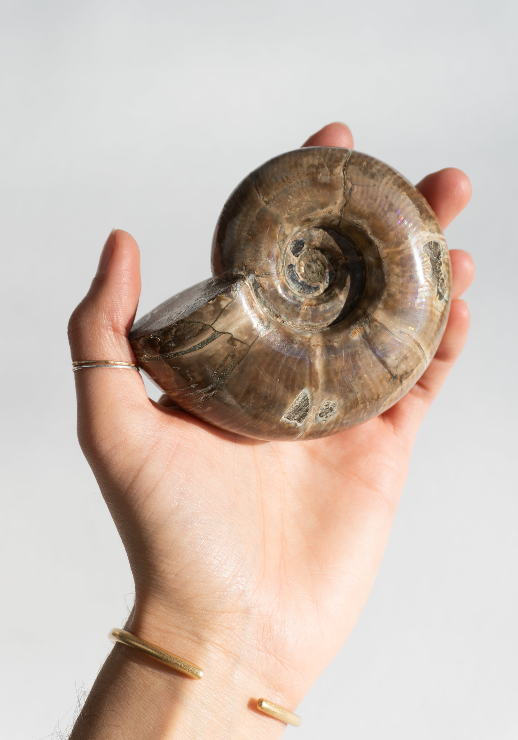 Large Polished Ammonite Shells