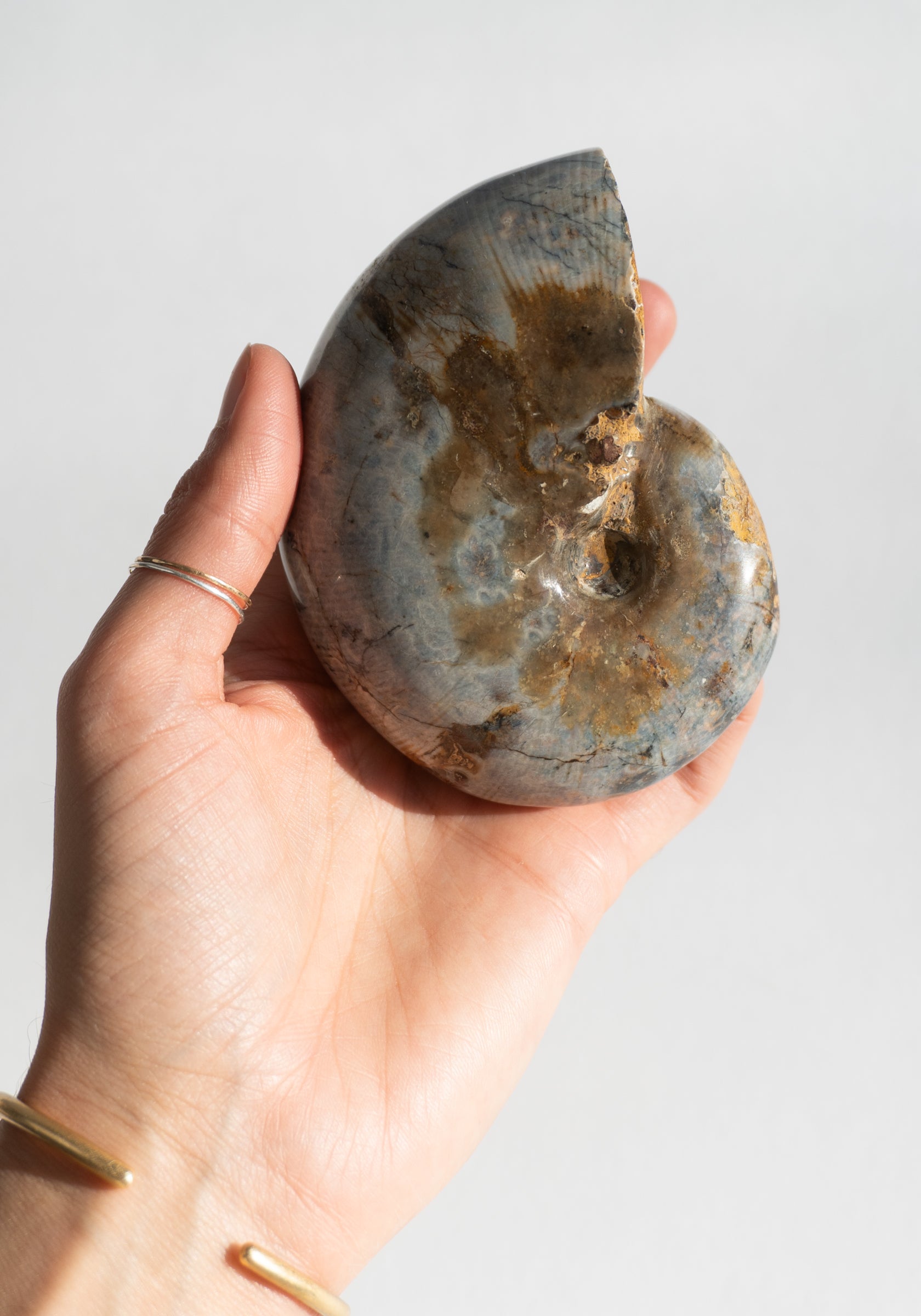 Large Polished Ammonite Shells