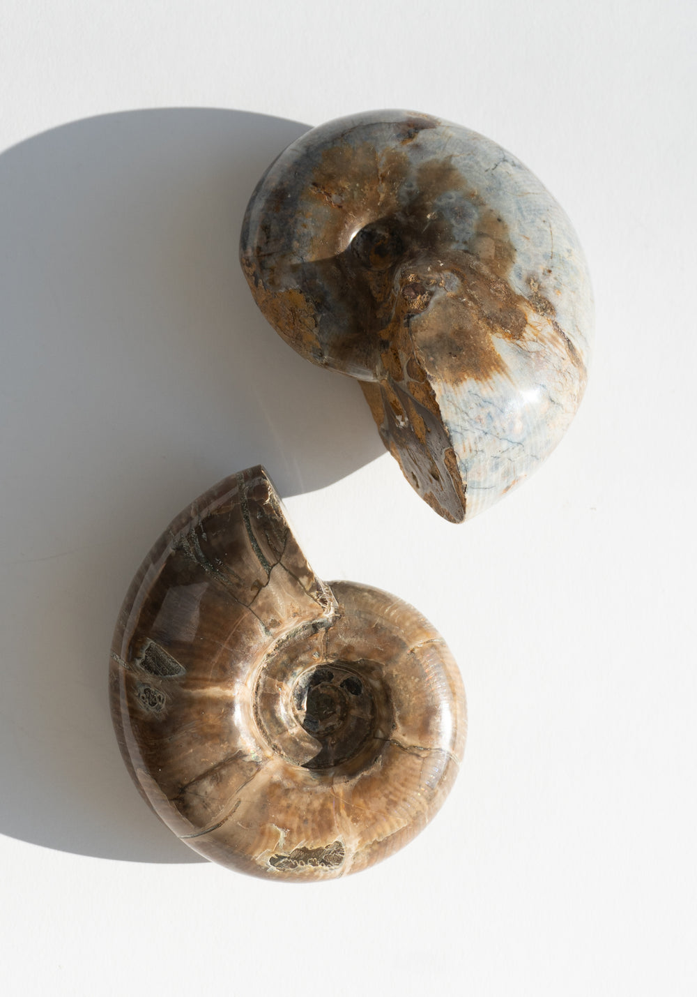 Large Polished Ammonite Shells