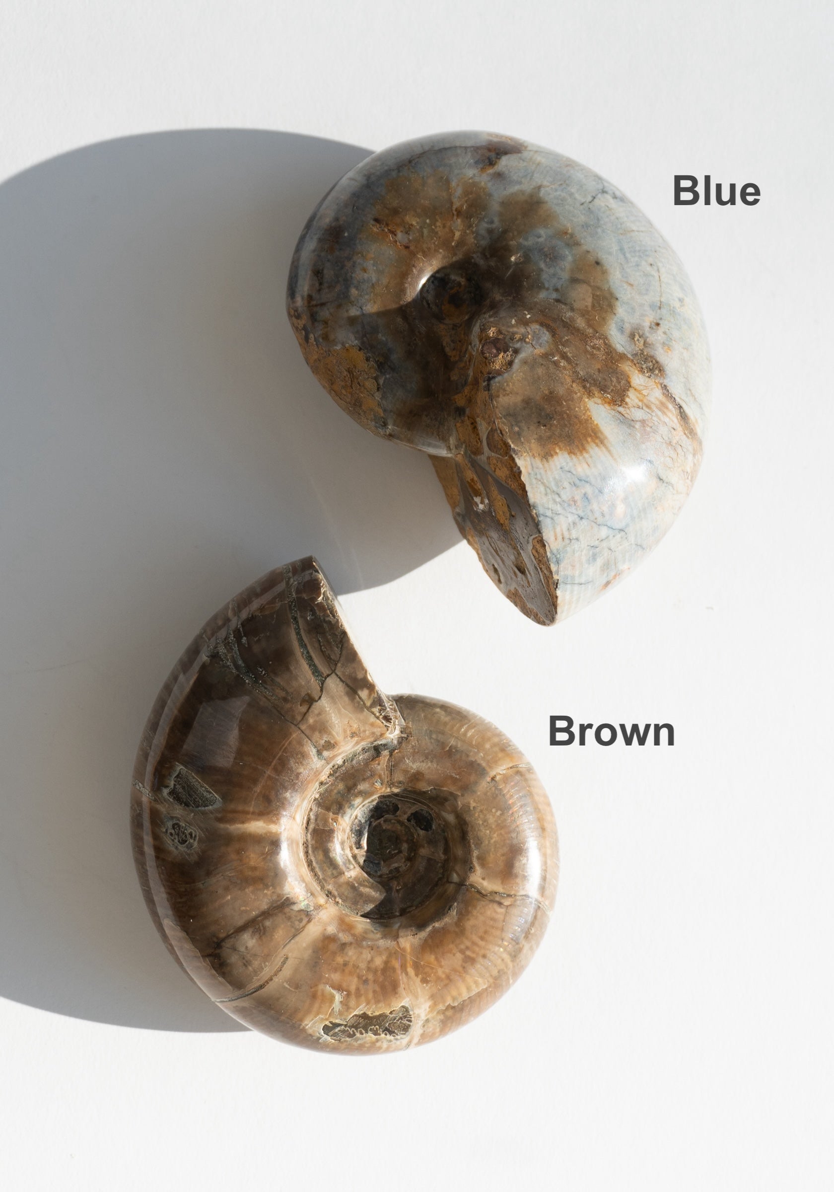 Large Polished Ammonite Shells